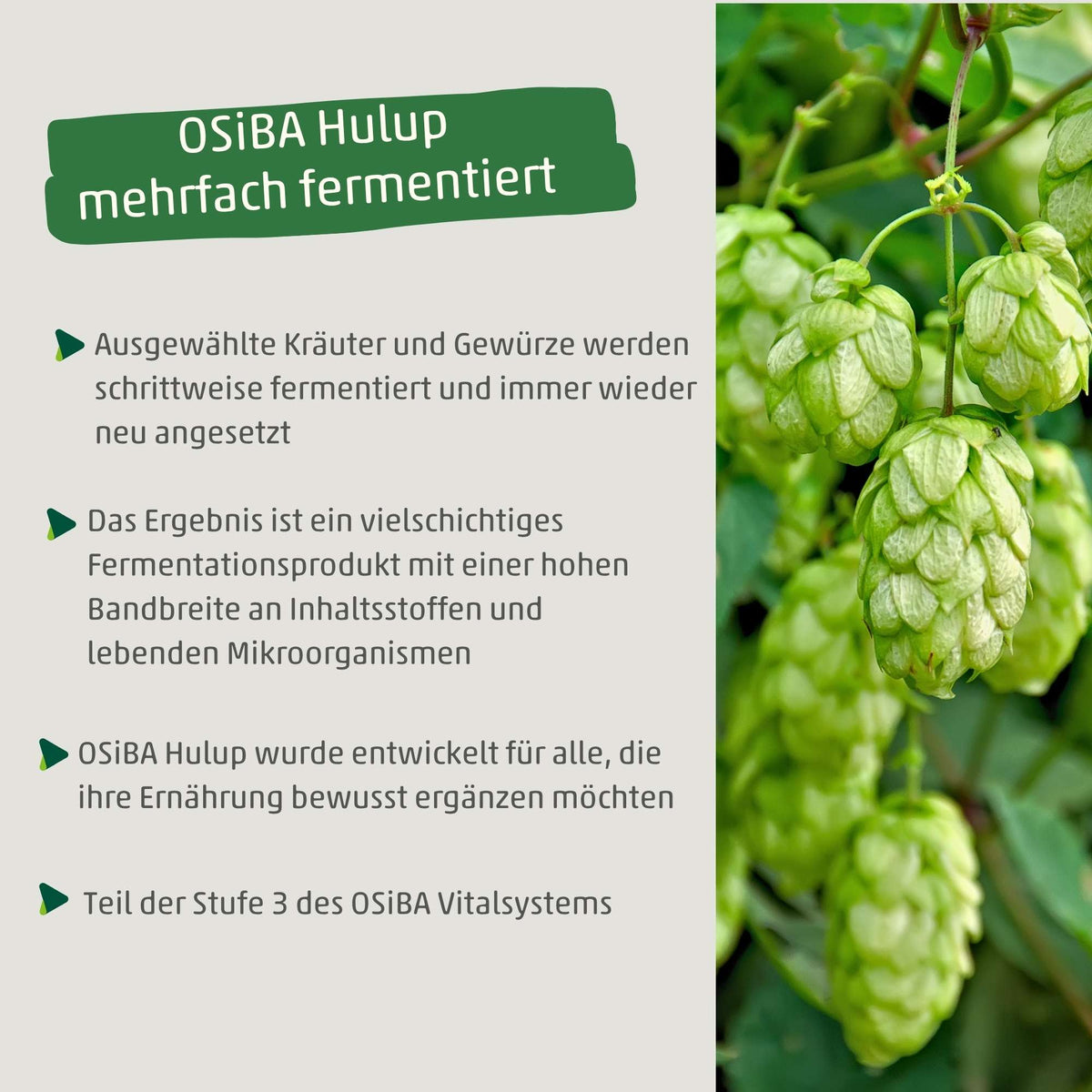 OSiBA Hulup – Ferment d'herbes de houblon biologique avec micro-organismes efficaces EM®